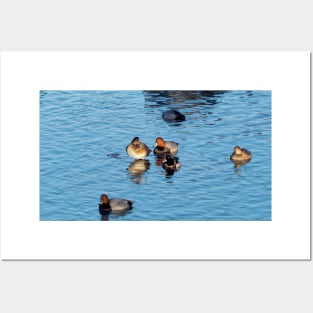 Redhead Ducks And A Ring-necked Duck Swimming Posters and Art